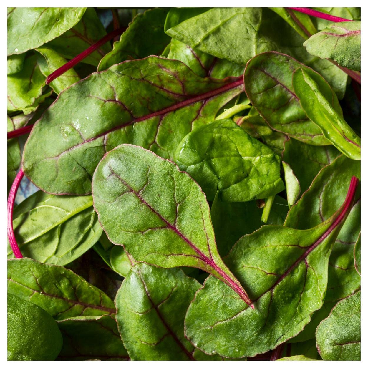 Bull's Blood Beet Seeds 1/4 Lb - Everwilde Farms - for Gardening & Cooking