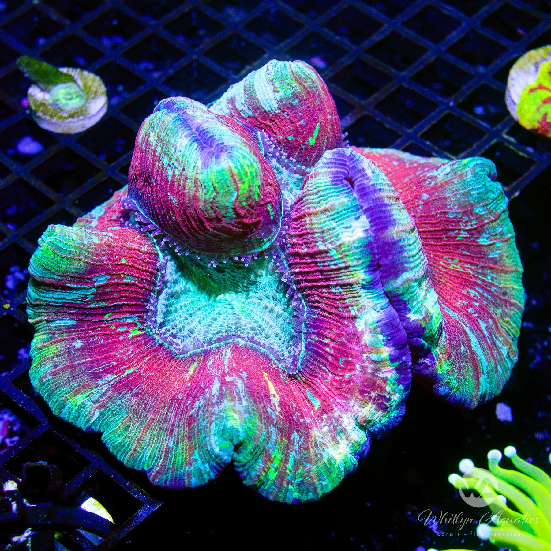 A52 Trachy Brain Coral (~5 Inch) WYSIWYG Live Coral for Saltwater Aquarium - Perfect for Reef Tanks and Marine Displays
