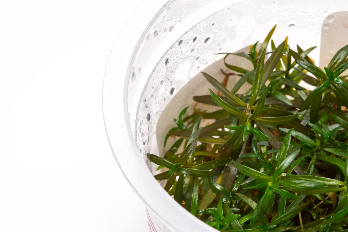 Premium Ludwigia Crystal Tissue Culture Aquatic Plants for Aquascaping - Perfect for Freshwater Fish Tanks, Nano Aquariums & Planted Aquascapes