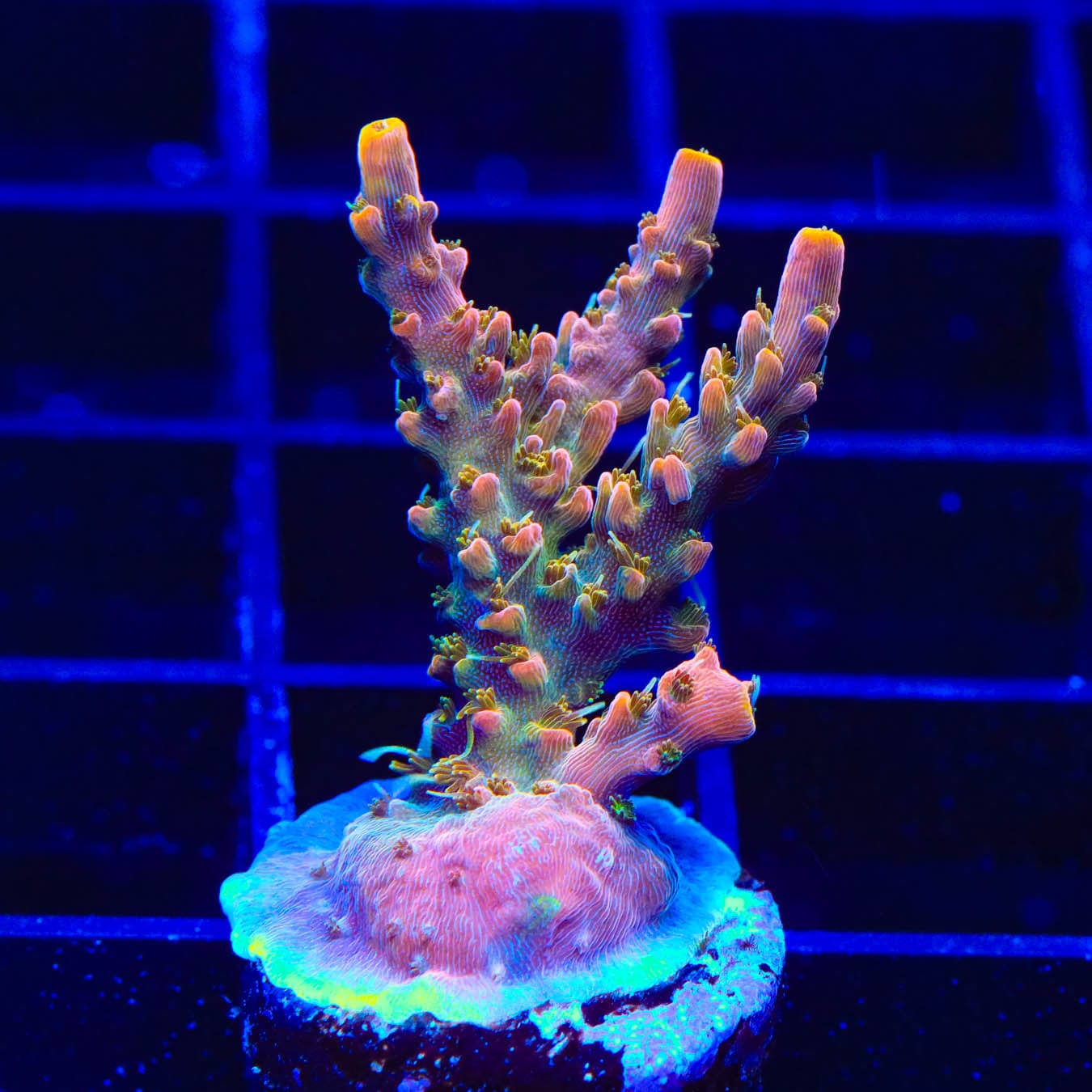 Premium CC Voodoo Majick Acropora Coral for Saltwater Aquariums - Vibrant SPS Coral for Reef Tanks & Marine Aquascaping