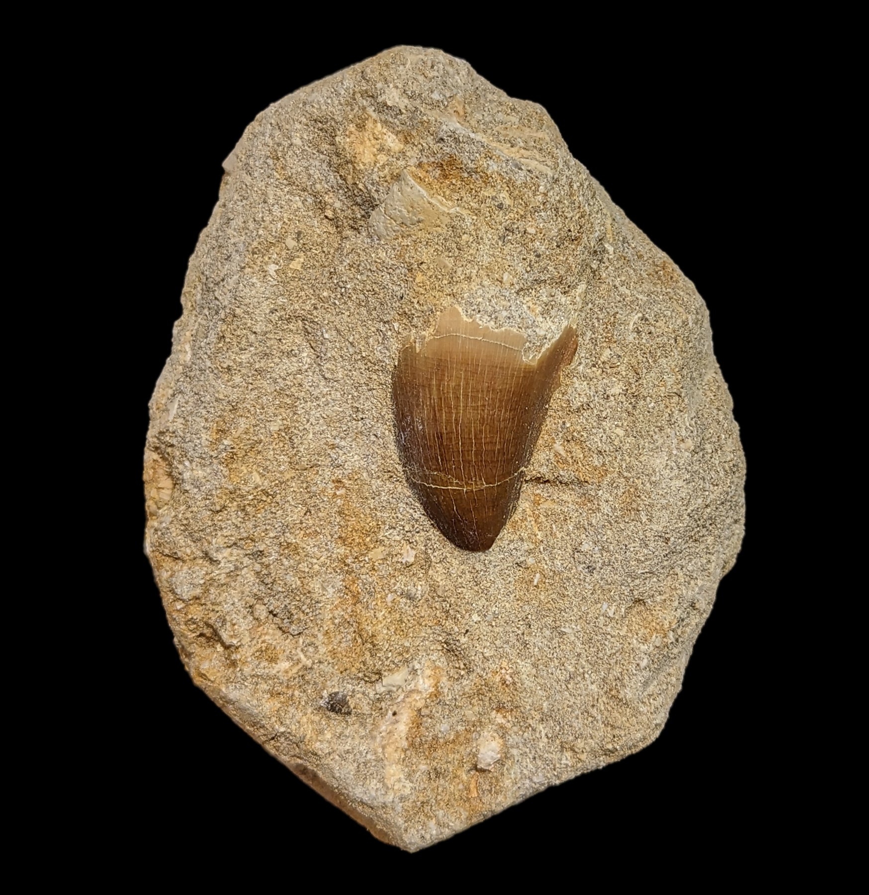 Authentic Mosasaur Tooth Fossil in Natural Matrix - Prehistoric Marine Reptile Specimen for Collectors, Education & Home Decor