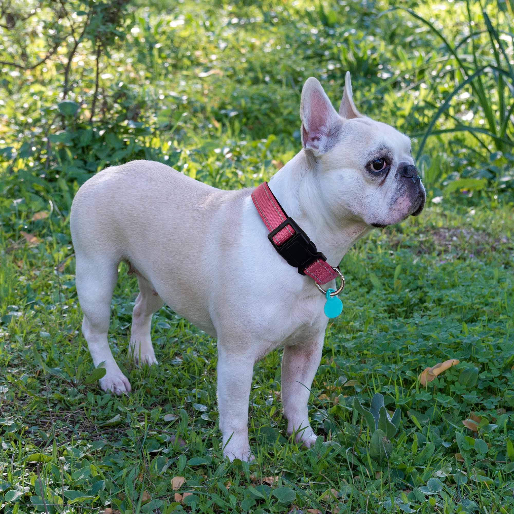 Reflective Dog Collar with Soft Neoprene Padding - Breathable Adjustable Nylon Pet Collar for Small, Medium & Large Dogs - Pink Collar & Leash Set (Small, Pack of 1) - Perfect for Night Walks, Jogging & Outdoor Adventures