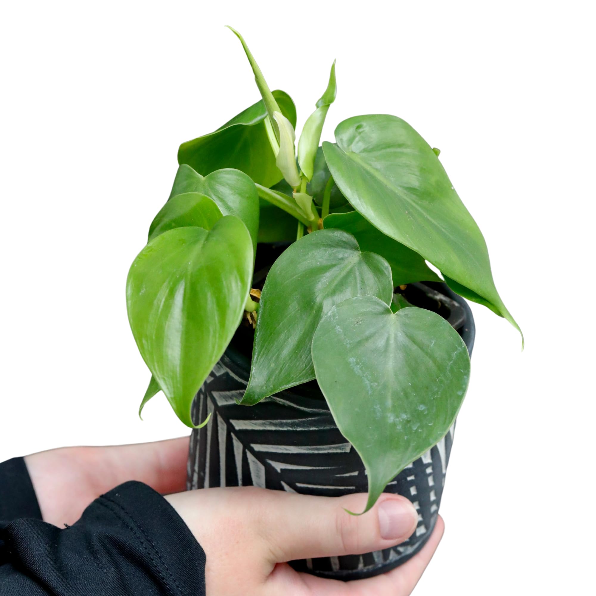 Heartleaf Philodendron (Philodendron cordatum) - 2 Inch Live House Plant - Air Purifying Indoor Trailing Plant for Home, Office & Bedroom Decor