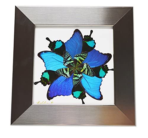 Eydelia Butterfly Wing Wall Art - Blue Star Decor for Bedroom, Living Room, Nursery & Home Decor - Handmade Bohemian Style Wall Hanging