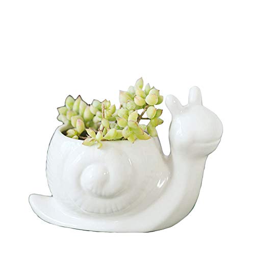 B Snail