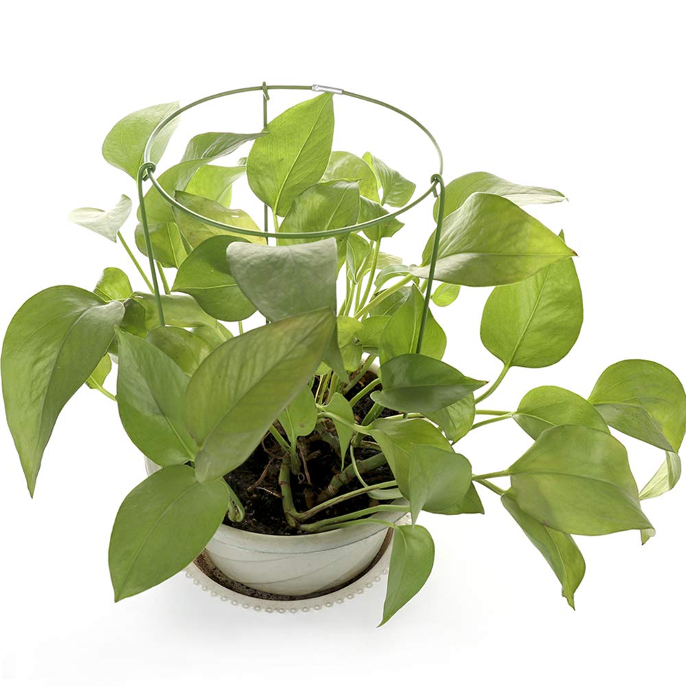 Firlar 3-Pack Climbing Plant Support Stakes - Adjustable Flower Cage Garden Trellis & Single Hoop Stand for Mini Indoor Potted Plants | Perfect for Vining Flowers, Tomatoes, Peas in Small Pots & Containers