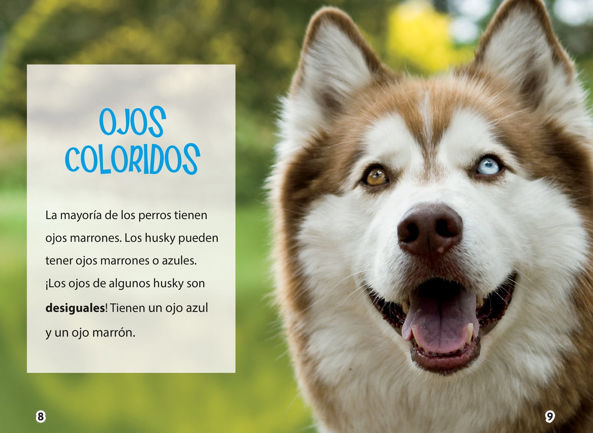 Siberian Husky Puppies for Sale - Adorable & Healthy Siberian Husky Dogs - Perfect for Family Pets, Outdoor Adventures & Cold Weather Companions