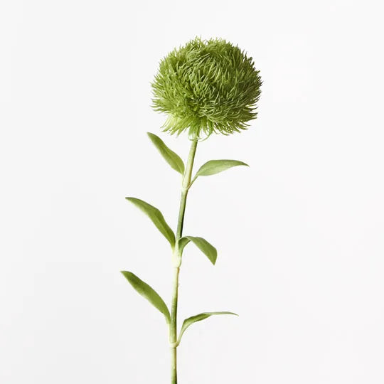 Green Trick Dianthus - Fresh Cut Flowers for Bouquets, Wedding Decorations & Home Floral Arrangements | Long-Lasting & Vibrant Blooms