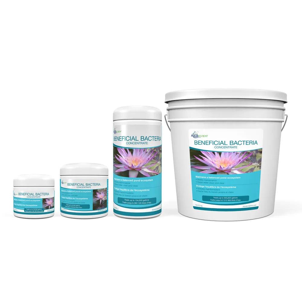 Premium Beneficial Bacteria Concentrate for Aquariums & Ponds - Supports Water Clarity & Fish Health - Ideal for Freshwater & Saltwater Tanks