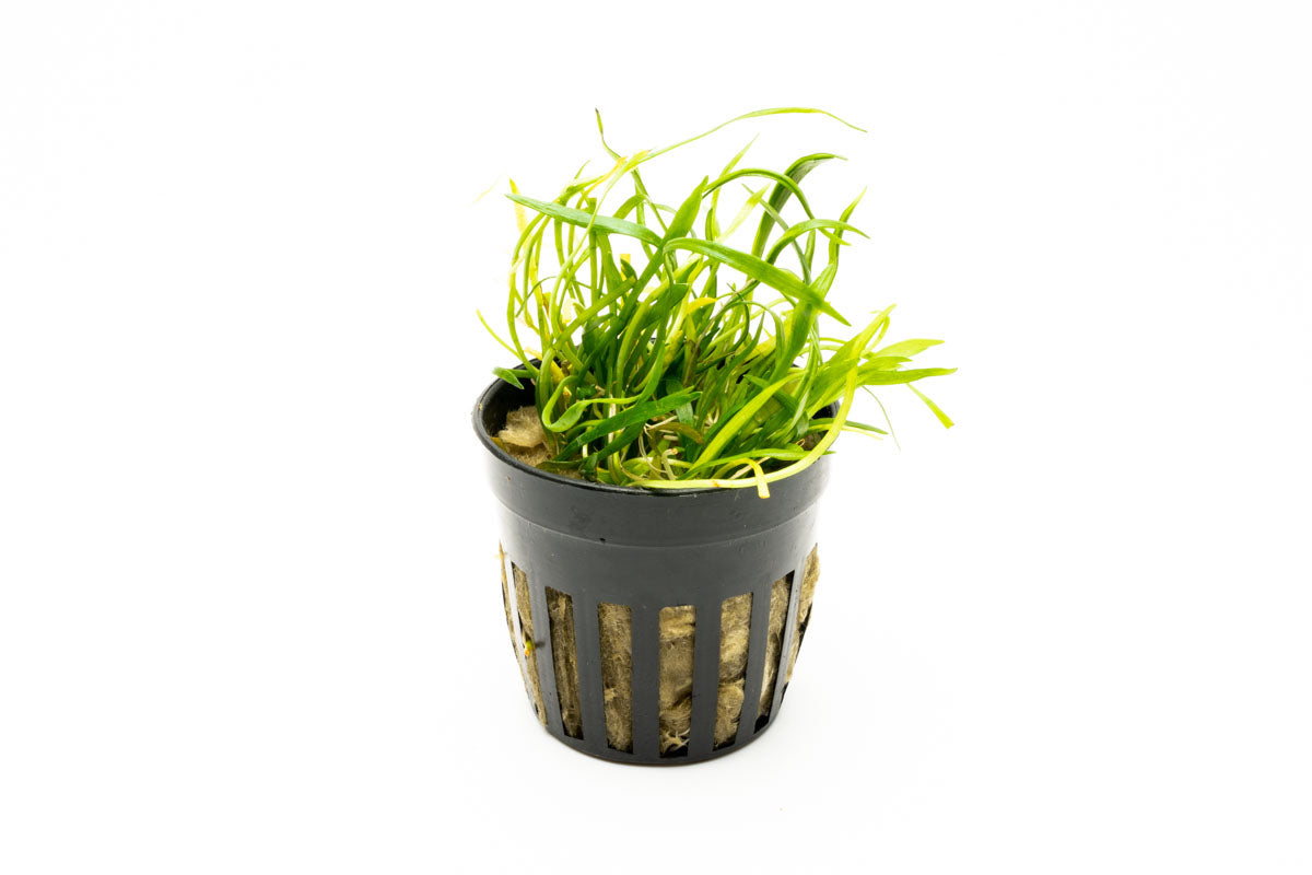 Lilaeopsis Novaezelandiae Aquatic Plant for Freshwater Aquariums - Perfect Carpeting Plant for Fish Tanks, Shrimp Tanks & Aquascaping