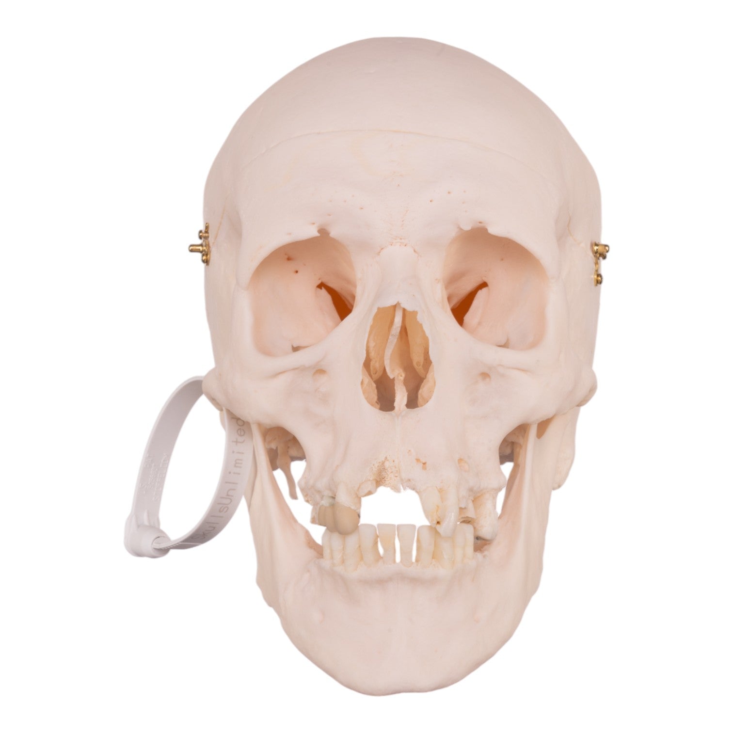 Authentic Human Skull Model for Medical Research & Education - Perfect for Anatomy Studies, Classroom Demonstrations & Halloween Decor