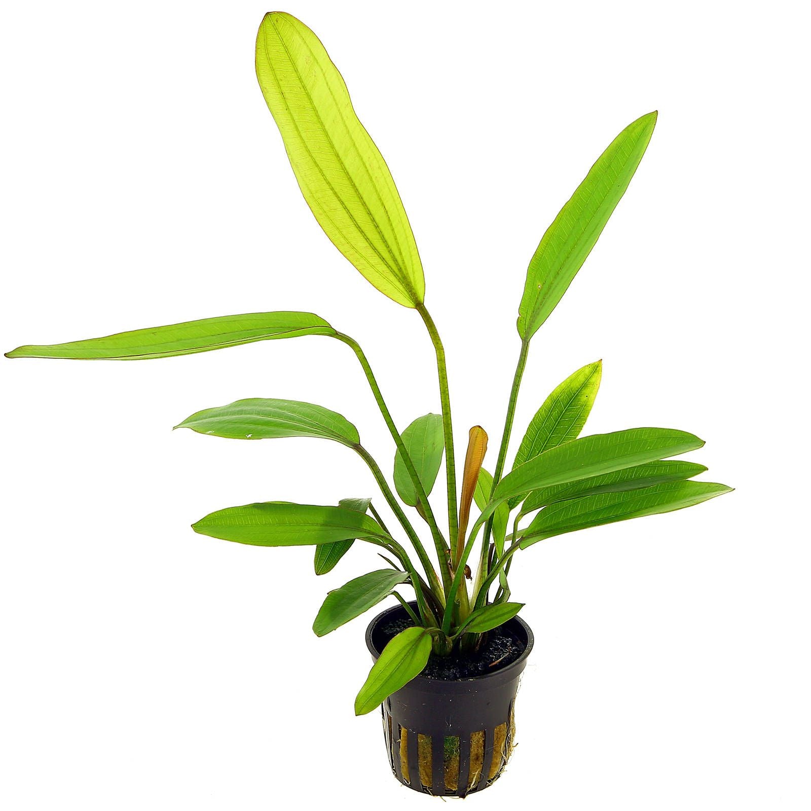 TCulture Echinodorus Rose Aquatic Plant for Freshwater Aquariums - Live Potted Aquarium Plant for Fish Tanks, Aquascaping & Water Gardens
