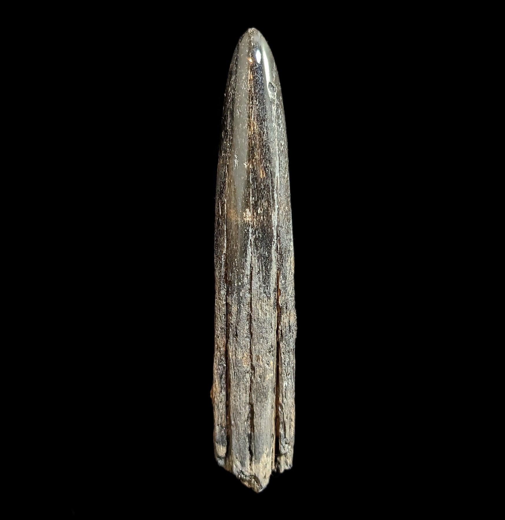 Authentic Fossilized Swordfish Rostrum Specimen #7 - Rare Marine Fossil Collectible for Home Decor & Educational Display
