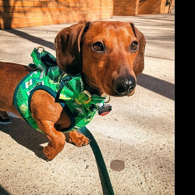 St. Patrick's Day Dog Collar with Bow Tie - Irish Beer Themed Pet Accessory for St. Patrick's Day Parties & Irish Festivals