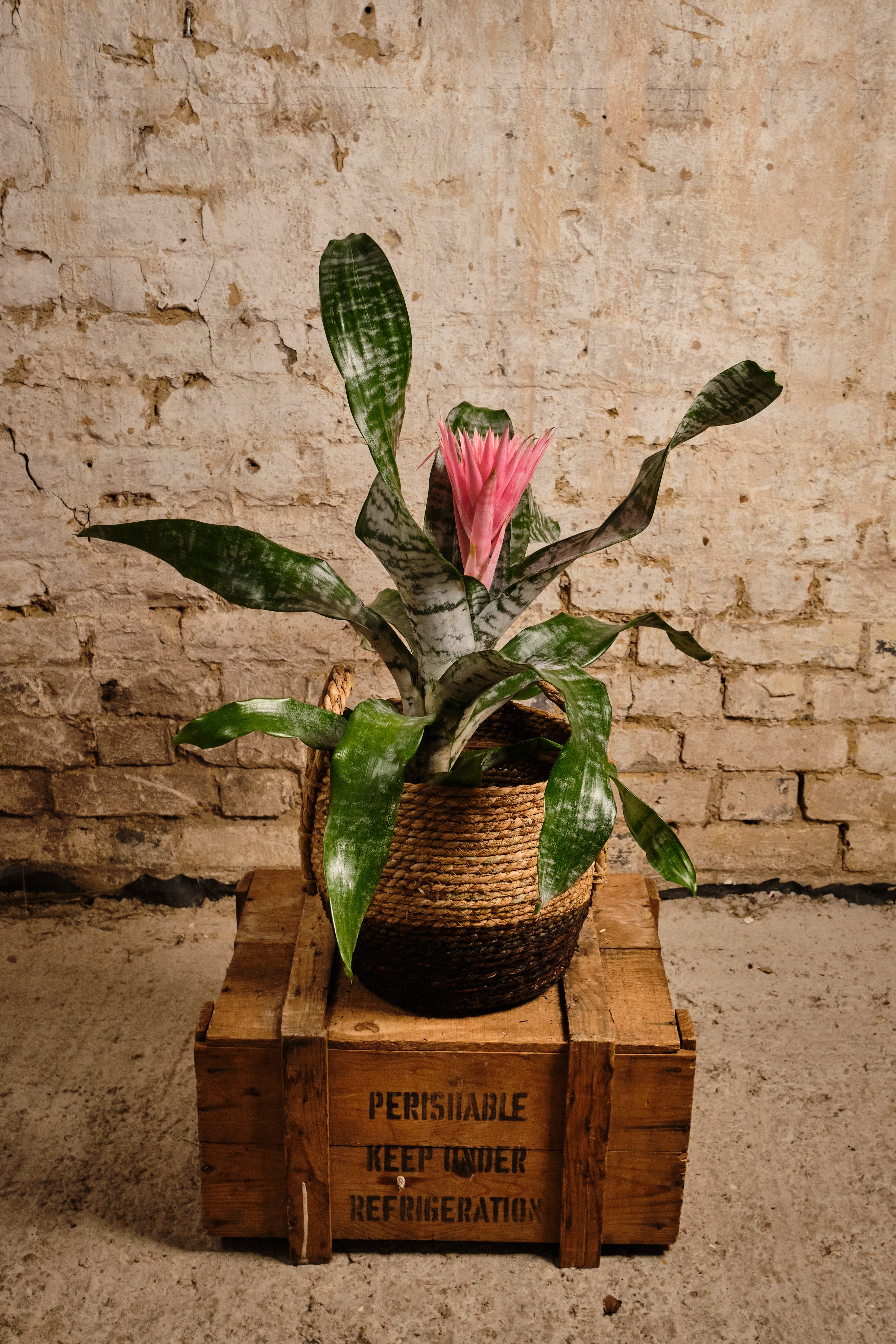 Aechmea Primera Bromeliad Plant - Exotic Indoor Houseplant for Home & Office Decor | Perfect for Living Room, Bedroom, and Gift Giving