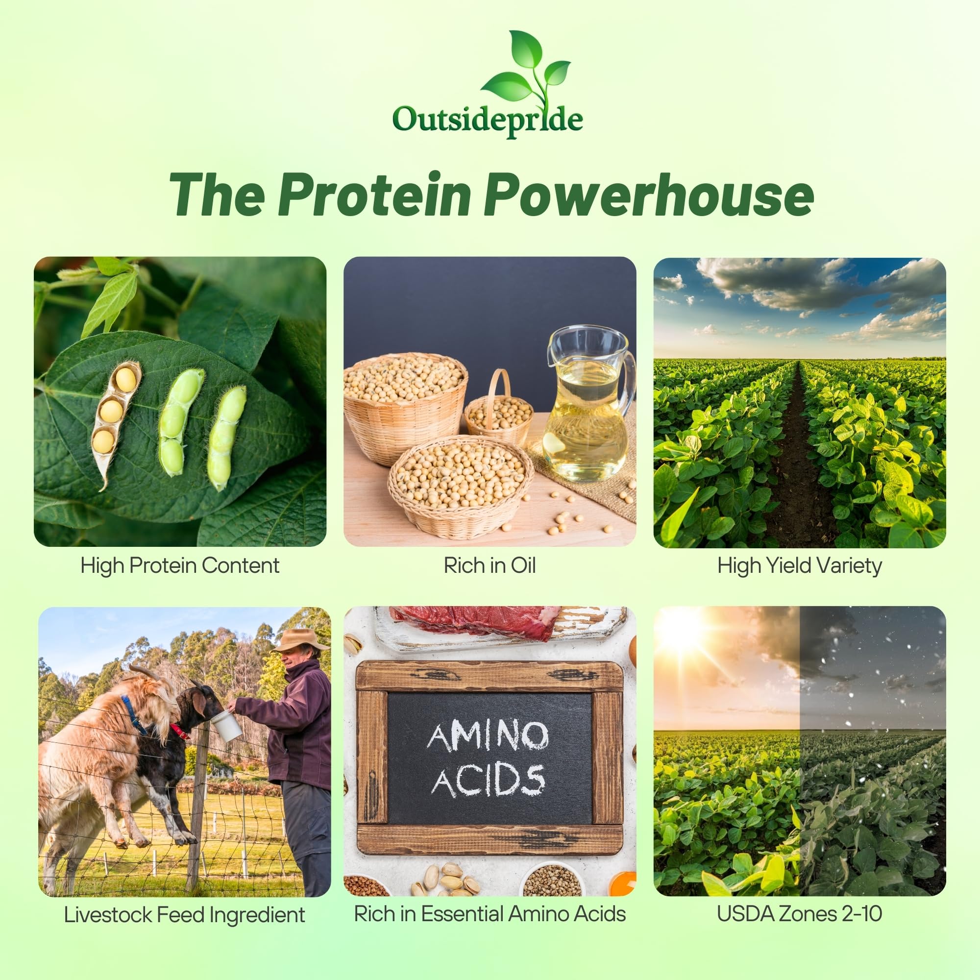 Outsidepride Non-GMO Soybean Seeds - 50 lbs Bulk High Protein & High Yield Heirloom Soybeans for Oil Production, Animal Feed, Forage & Wildlife Food Plots | Perfect for Poultry, Livestock & Farm Animals | Great for Home Gardeners, Farmers & Wildlife Conservation
