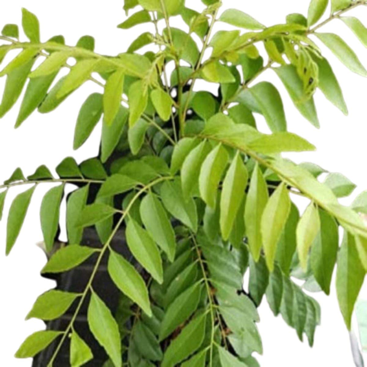 Organic Curry Leaf Plant (Murraya Koenigii) - Live Herb for Outdoor Garden, Cooking & Ayurvedic Remedies - Perfect for Indian Cuisine & Home Gardening