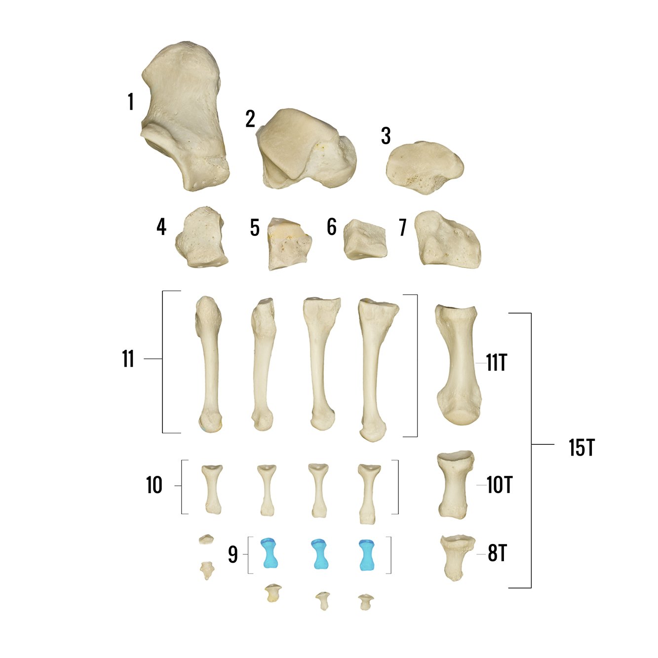 Real Human Foot Skeleton Model - Anatomically Accurate Individual Bones for Medical Study, Education & Display