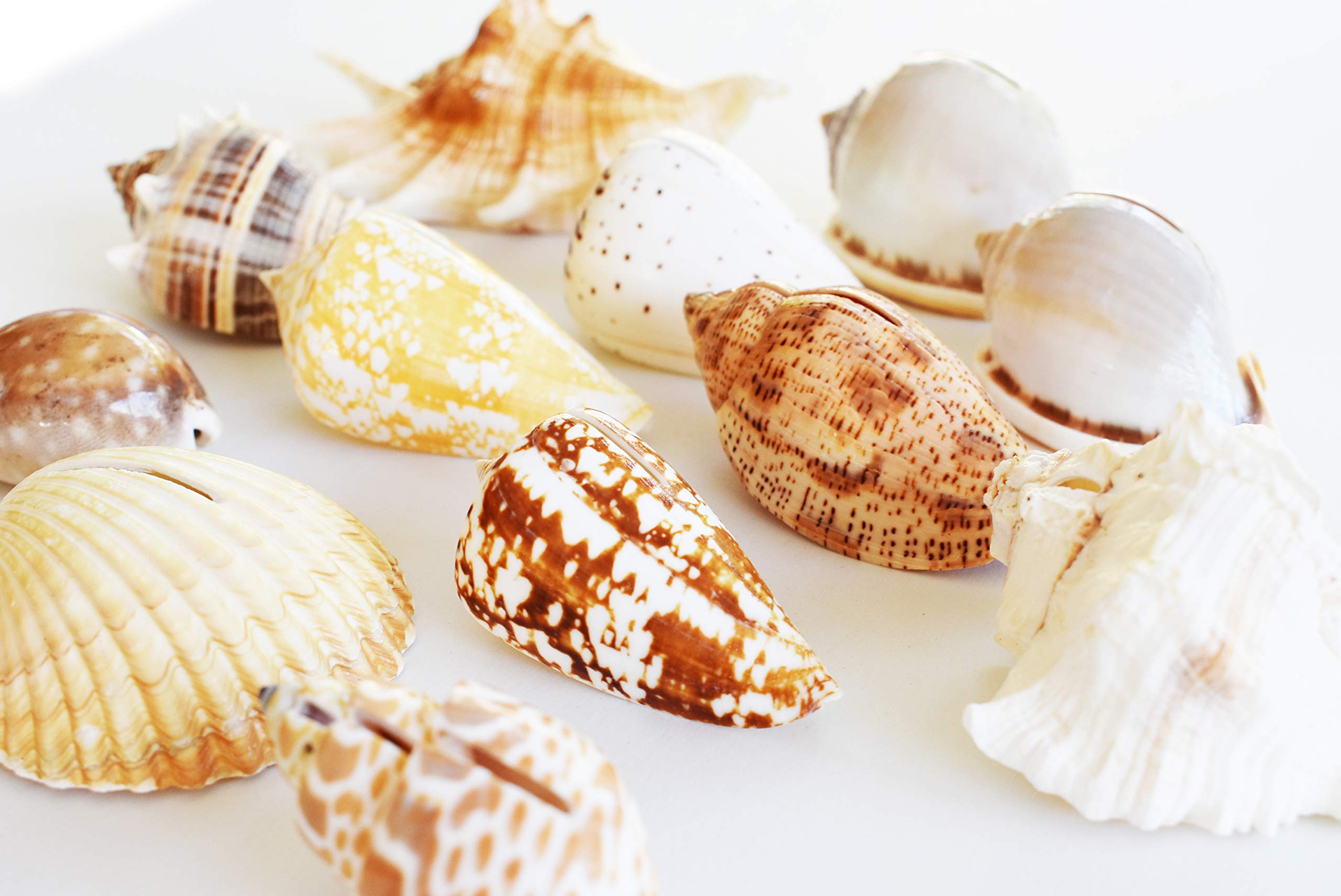 50 Genuine Florida Seashell Place Card Holders - Beach Wedding & Party Decor