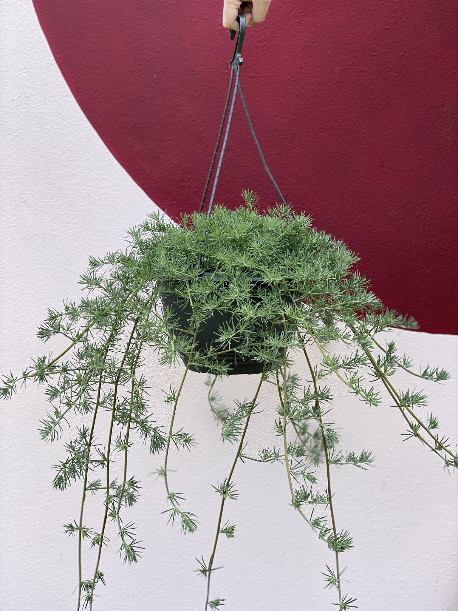 Golden Flash Lotus Berthelotii Hanging Basket Plant - Perfect for Indoor & Outdoor Decor, Patio, Balcony, and Garden Hanging Baskets