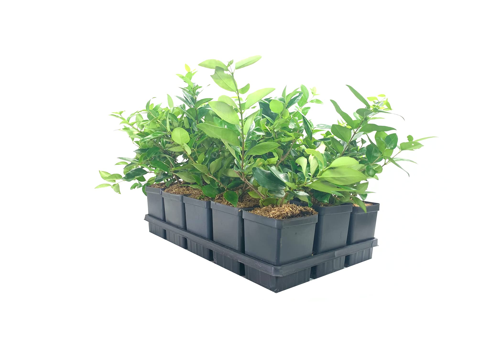 Ligustrum Waxleaf Privet - 12 Live Quart Size Plants - Evergreen Privacy Hedge for Landscaping - Perfect for Garden Borders, Fences, and Outdoor Privacy Screens