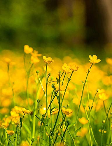 Western Buttercup Flower Seeds (Ranunculus occidentalis) - 500+ Non-GMO Heirloom Seeds Per Packet by Isla's Garden Seeds | Long Blooming Wildflowers for Home Gardens, Landscaping & DIY Floral Gifts