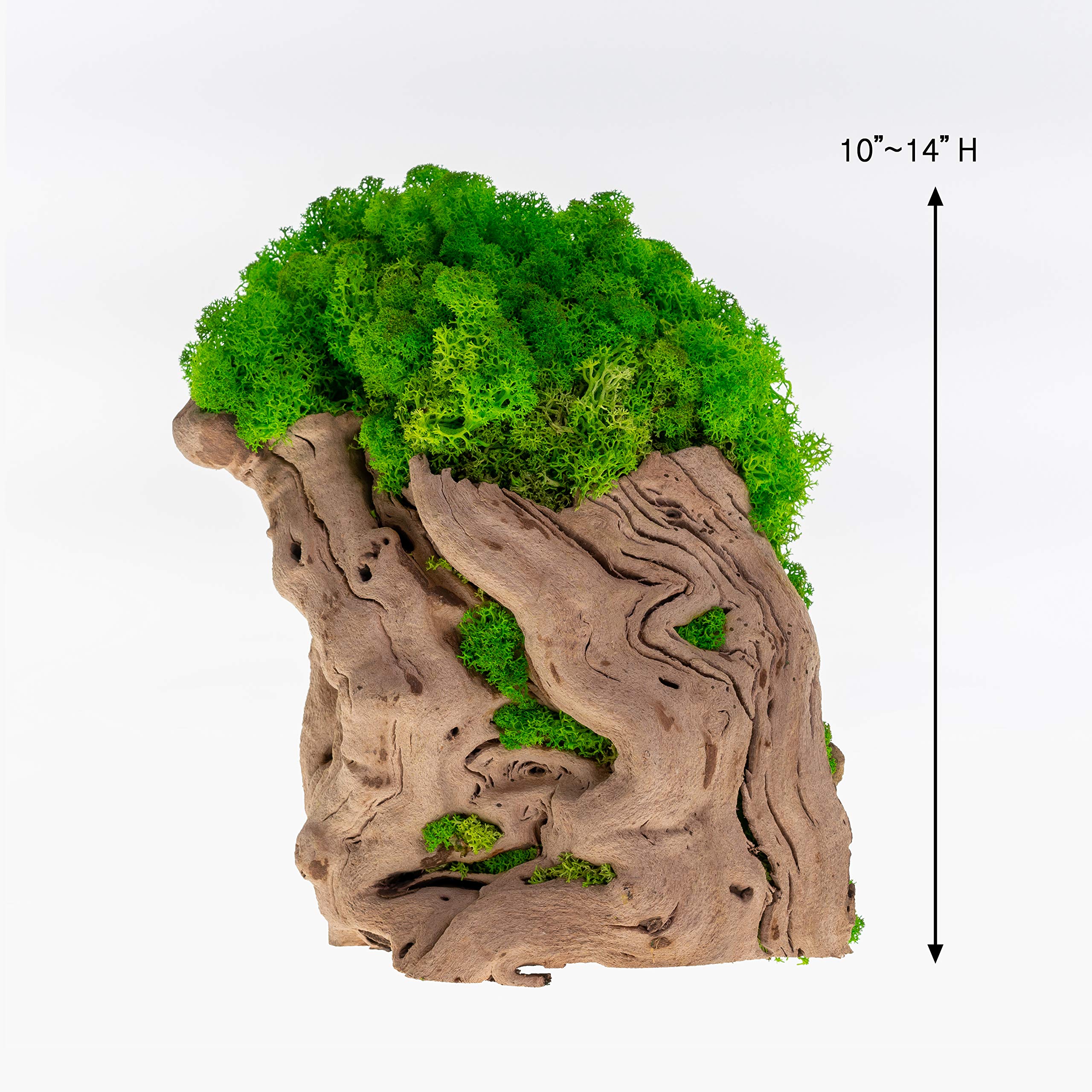 Preserved Moss Tree Art - Realistic Indoor Plants No Watering Needed, Non-Toxic Home & Office Décor - Perfect for Zen Spaces, Tabletops, and Modern Interior Design