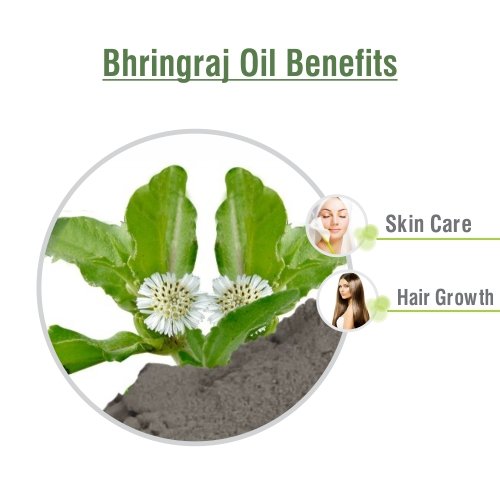 100% Pure & Natural Bhringraj Oil (Eclipta Alba) - Undiluted Cold Pressed Hair Growth Oil for Aromatherapy, Scalp Massage & Skin Care - Therapeutic Grade Ayurvedic Treatment - 30ml by Salvia - Perfect for Daily Hair Routine & Relaxing Spa Nights