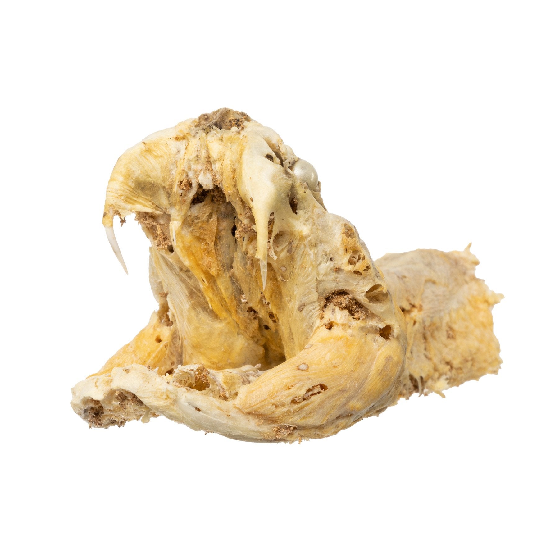 Preserved Rattlesnake Head - Authentic Taxidermy Specimen for Home Decor, Western Style, and Unique Gifts - Perfect for Halloween, Cabin Decor, and Oddity Collections