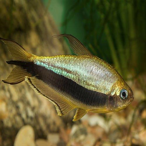 Emperor Tetra Fish (Nematobrycon palmeri) - Live Tropical Freshwater Aquarium Fish for Community Tanks, Planted Aquariums & Home Fish Tanks