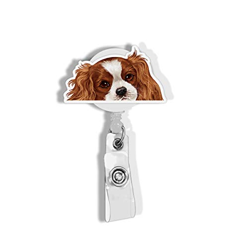 Cavalier King Charles Spaniels Dog