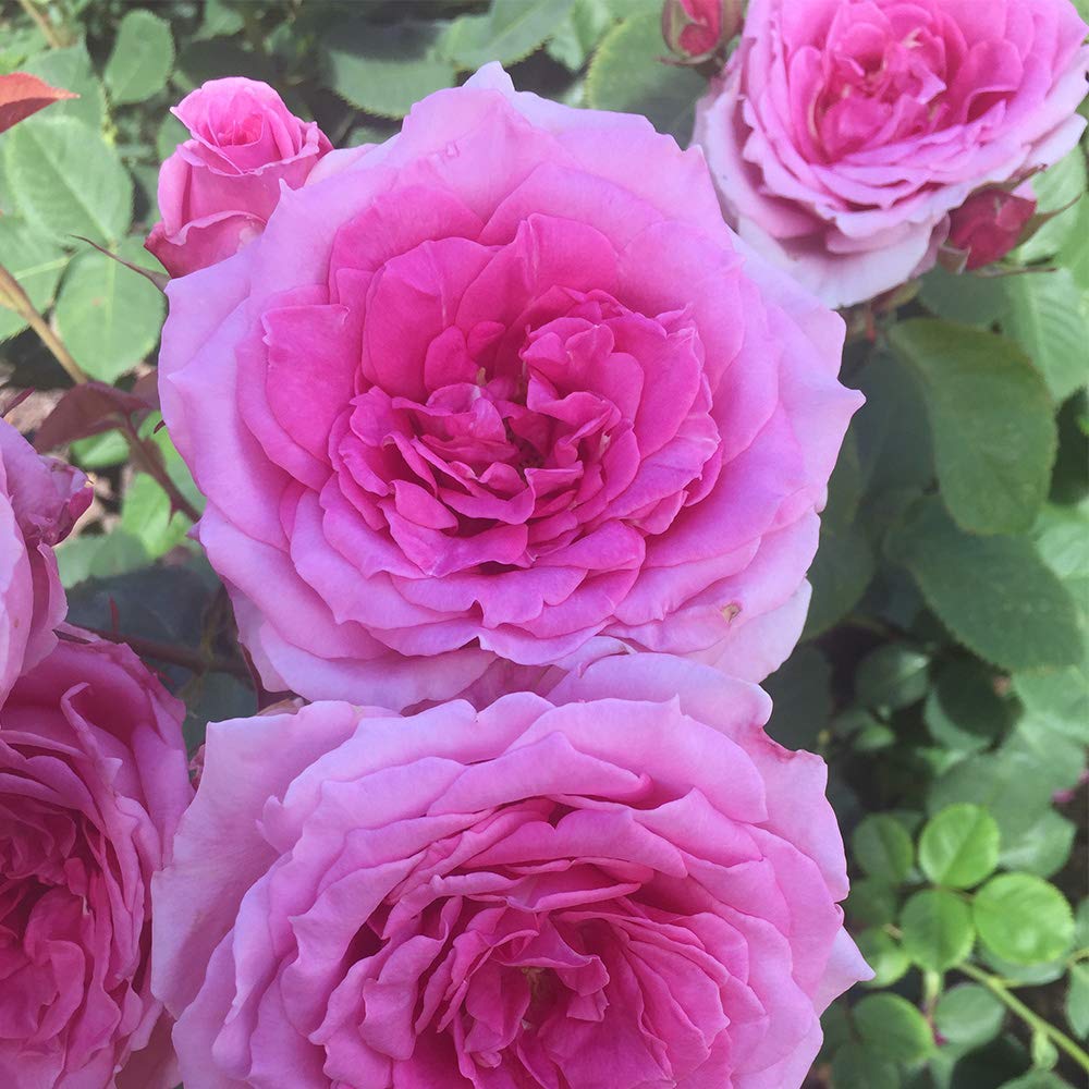 Aunt Honey Pink Rose Bush - Heirloom Roses Hardy Live Outdoor Plant for Garden, Landscaping & Home Decor | Perfect for Planting in Flower Beds, Borders & Containers