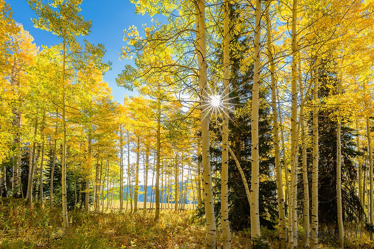 Autumn in the Rocky Mountains - Stunning Fall Foliage at Wasatch National Forest Utah | Perfect for Hiking, Photography & Nature Exploration
