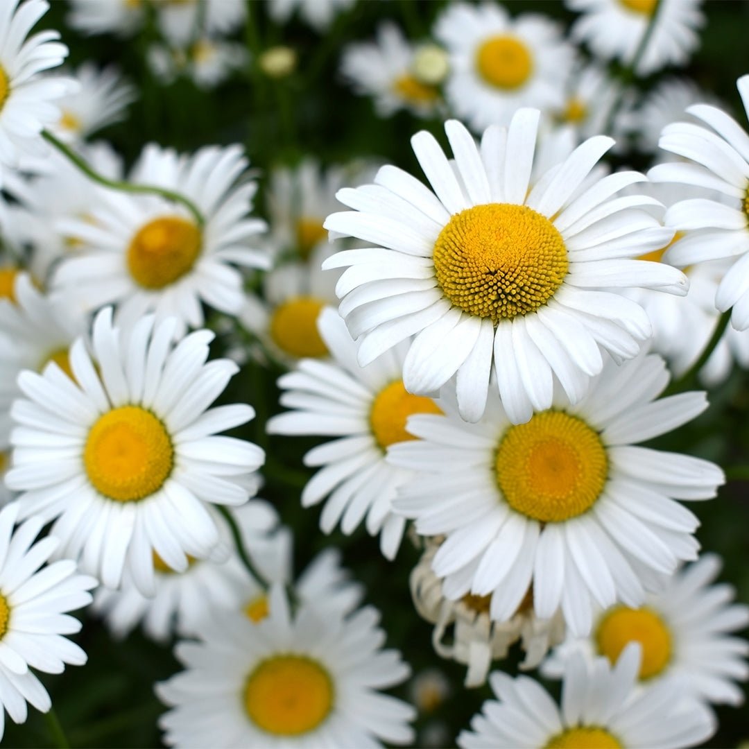 **Organic Chamomile (Cape) Essential Oil – 100% Pure & Natural (Eriocephalus Punctulatus) for Aromatherapy, Relaxation & Skin Care**    *Use Cases: Perfect for diffusers, massage oils, and DIY skincare to promote calmness and soothe irritation.*