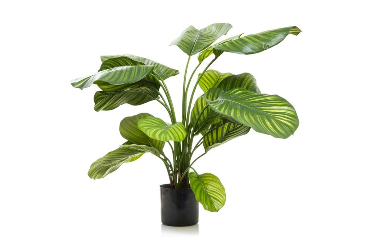 Artificial Calathea Fasciata Plant 25.6