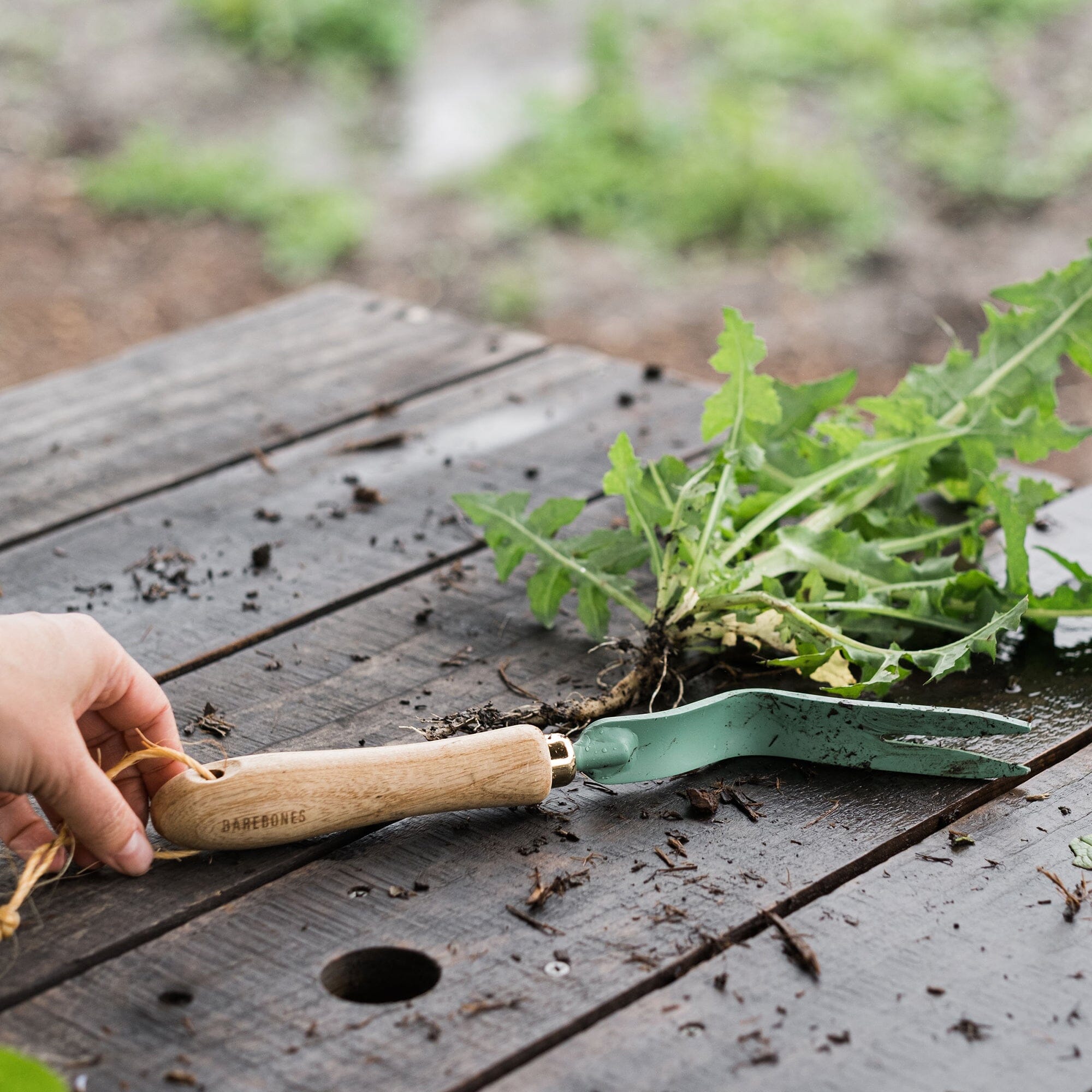 Dandelion Weeding Fork - Stainless Steel Garden Tool for Removing Weeds & Dandelions - Perfect for Lawn Care, Gardening & Landscaping