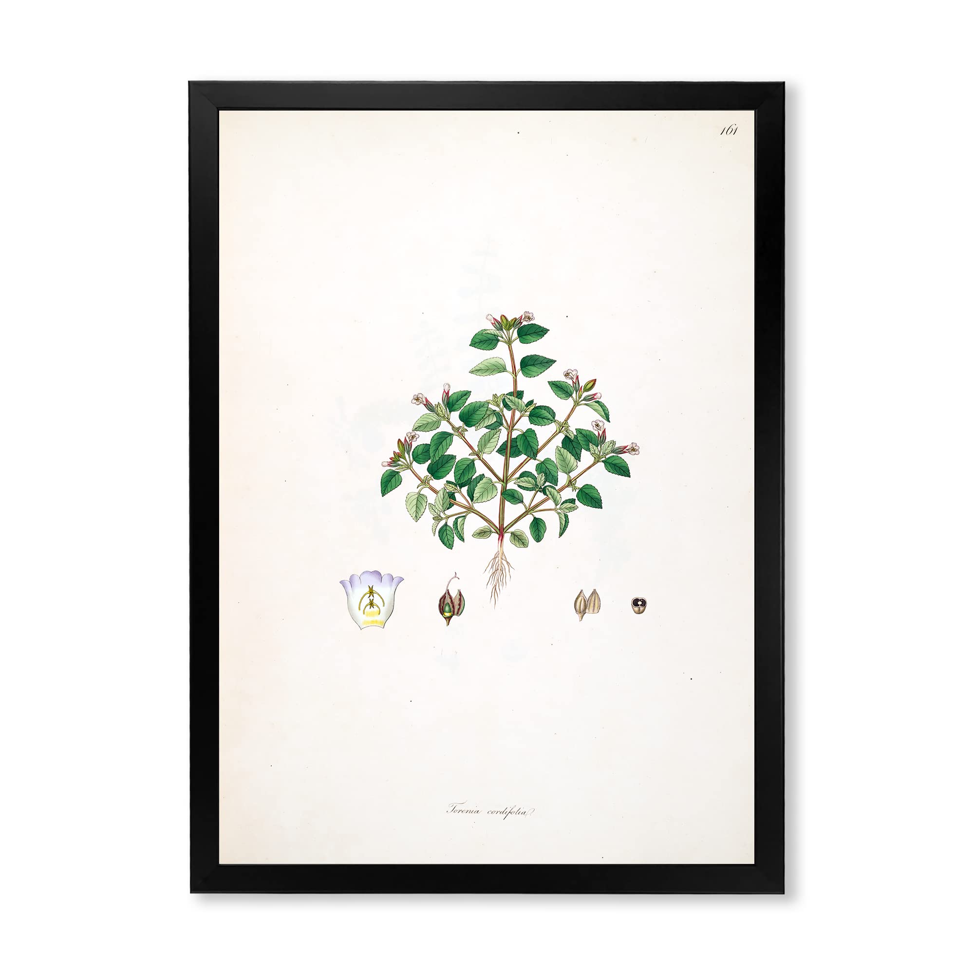 Vintage Farmhouse Wall Art - Plant Life XIII Framed Botanical Print for Living Room, Bedroom & Kitchen Decor