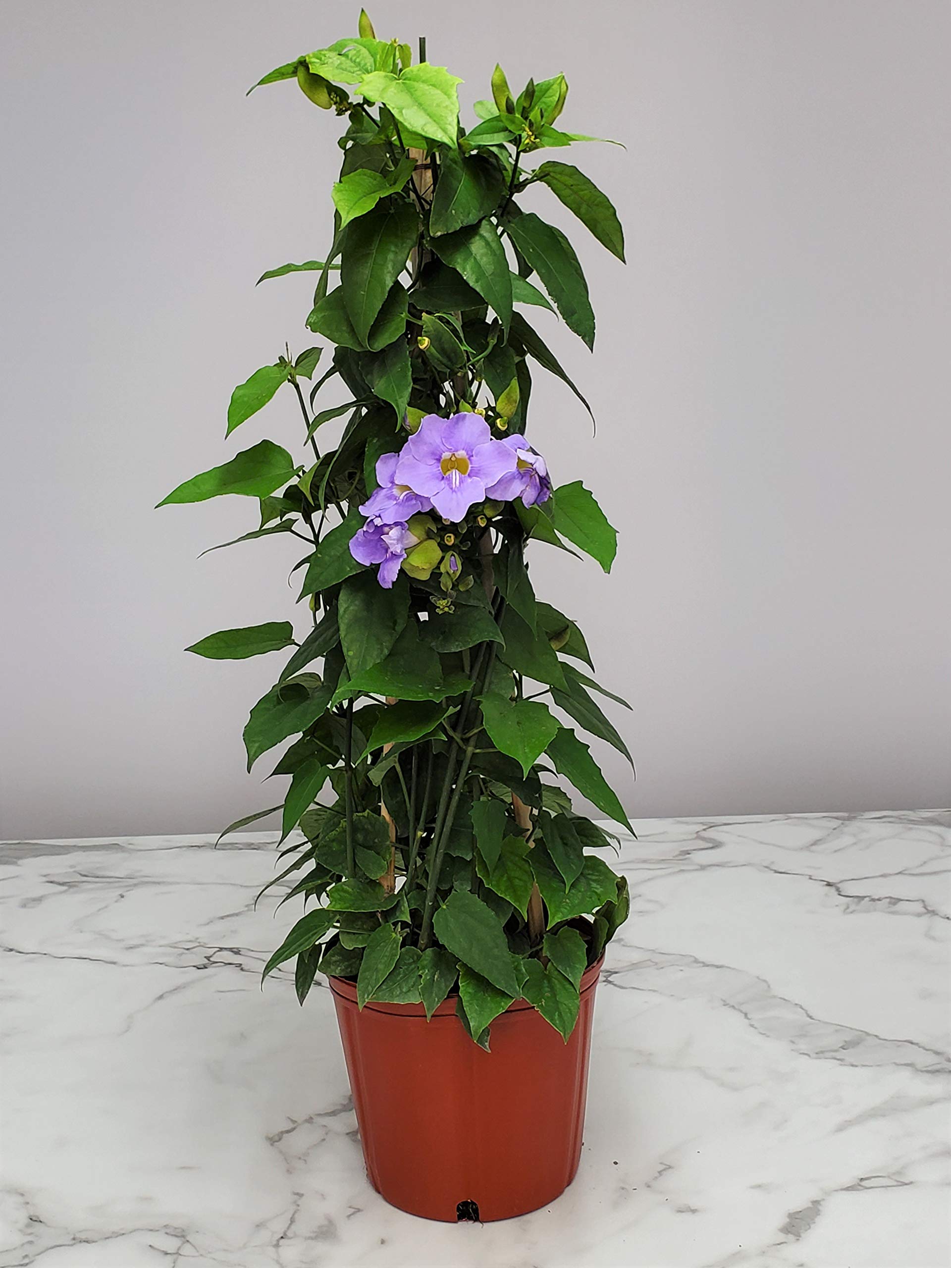 Live Sky Vine Plant Trellis - Thunbergia Purple Flowering Tropical Plant for Florida Gardens - 36