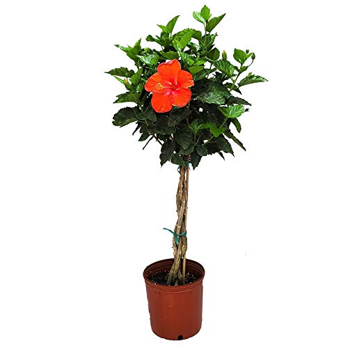 Braided Hibiscus Tree Live Plant - Red President Hibiscus - 38