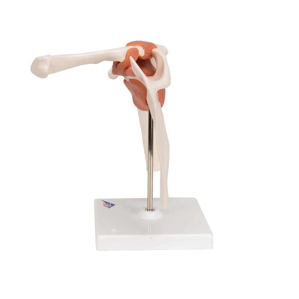 Functional Shoulder Joint Model - Anatomical Shoulder Joint Demonstration for Medical Students & Physical Therapy Training | Perfect for Classroom, Clinic & Home Study