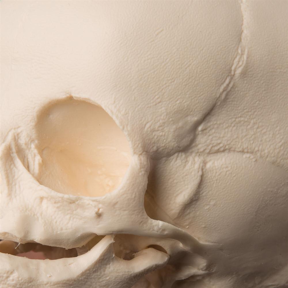 30 Week Fetal Skull Model - Accurate Pregnancy Development Anatomy for Medical Students & Educators | Perfect for Classrooms, Labs & Study