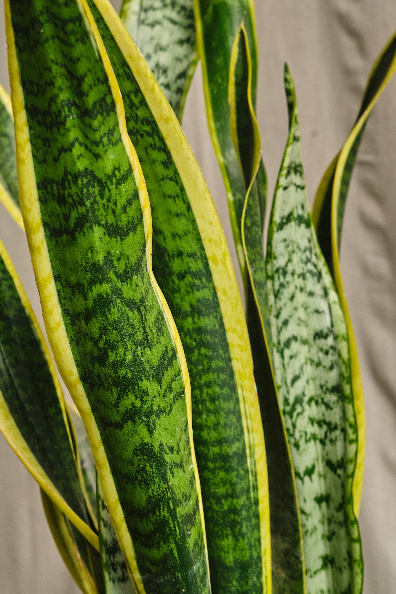 Sansevieria Trifasciata 'Laurentii' Snake Plant - Air Purifying Indoor House Plant for Home, Office & Bedroom Decor | Low Maintenance & Easy Care Houseplant