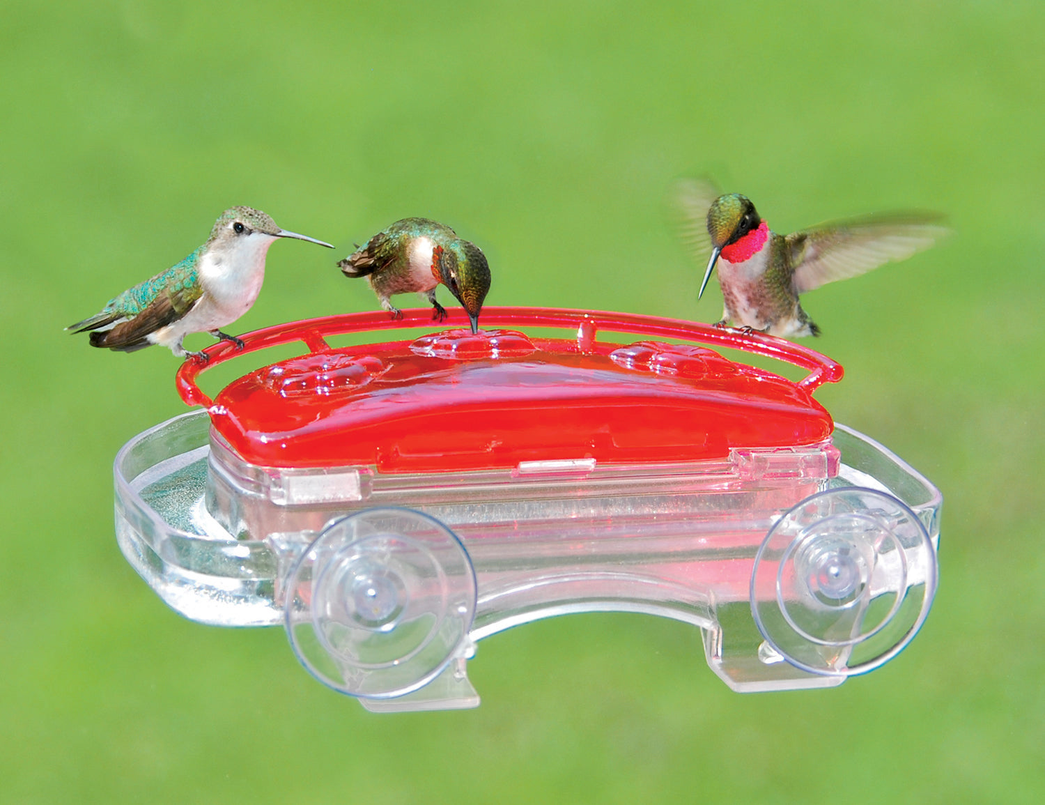 Premium Aspects Jewel Box Hummingbird Feeder - Handcrafted Glass Hummingbird Feeder with Ant Moat - Perfect for Garden, Patio & Backyard Bird Watching