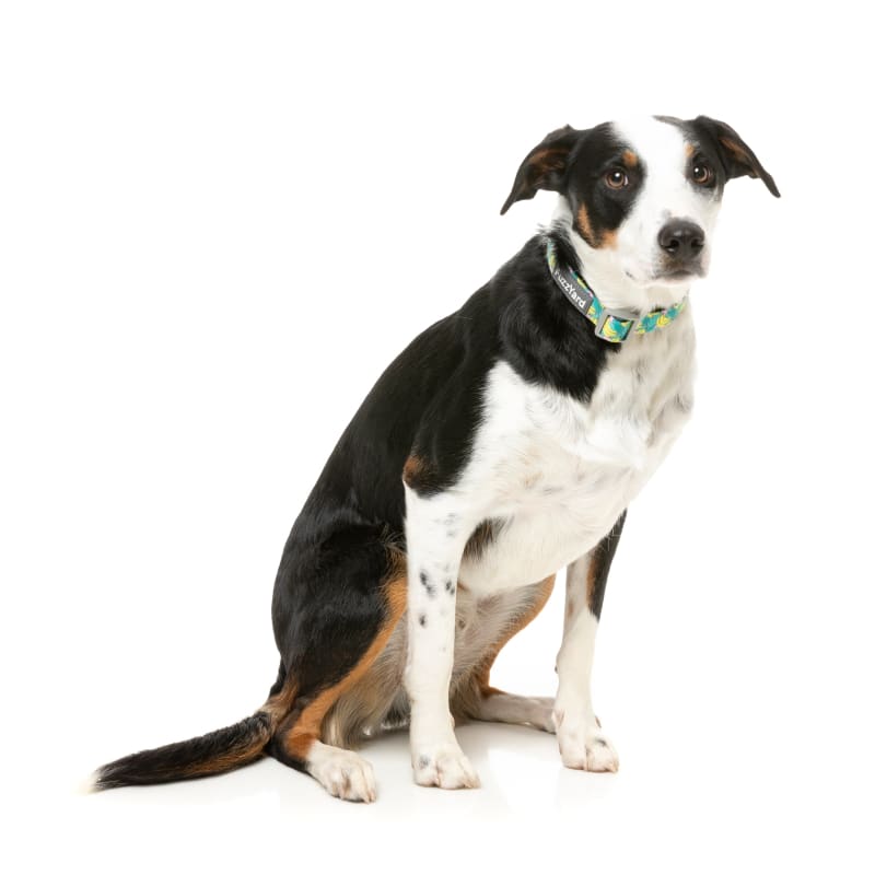 Fuzzyard Bananarama Dog Collar - Soft & Comfortable Pet Collar with Adjustable Buckle (Small, Medium, Large) - Perfect for Daily Walks, Training & Fashion Accessories