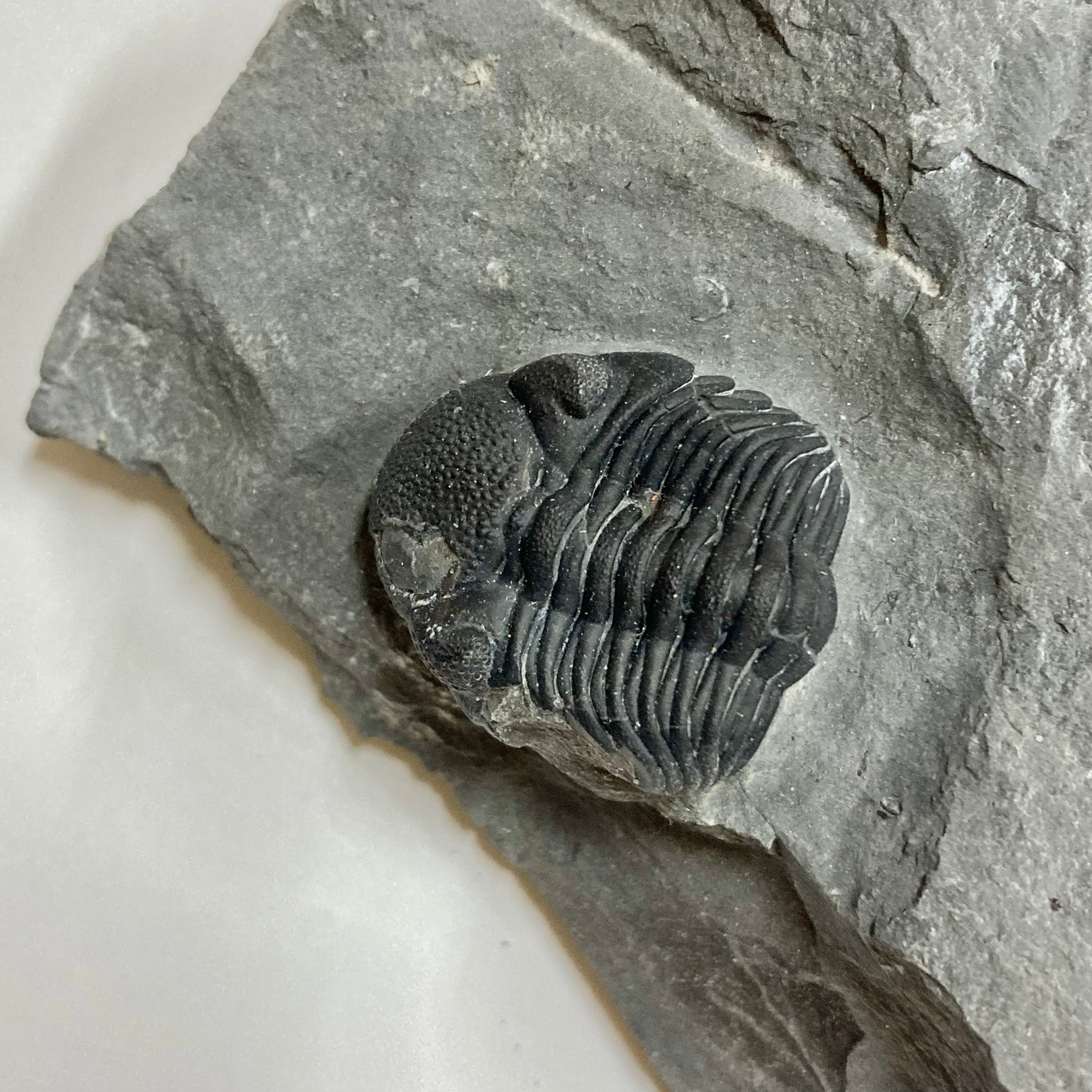 Eldredgeops [Phacops] Rana Trilobite Fossil - Rare Devonian Era Specimen for Collectors & Paleontology Enthusiasts | Perfect for Display, Education & Gifts