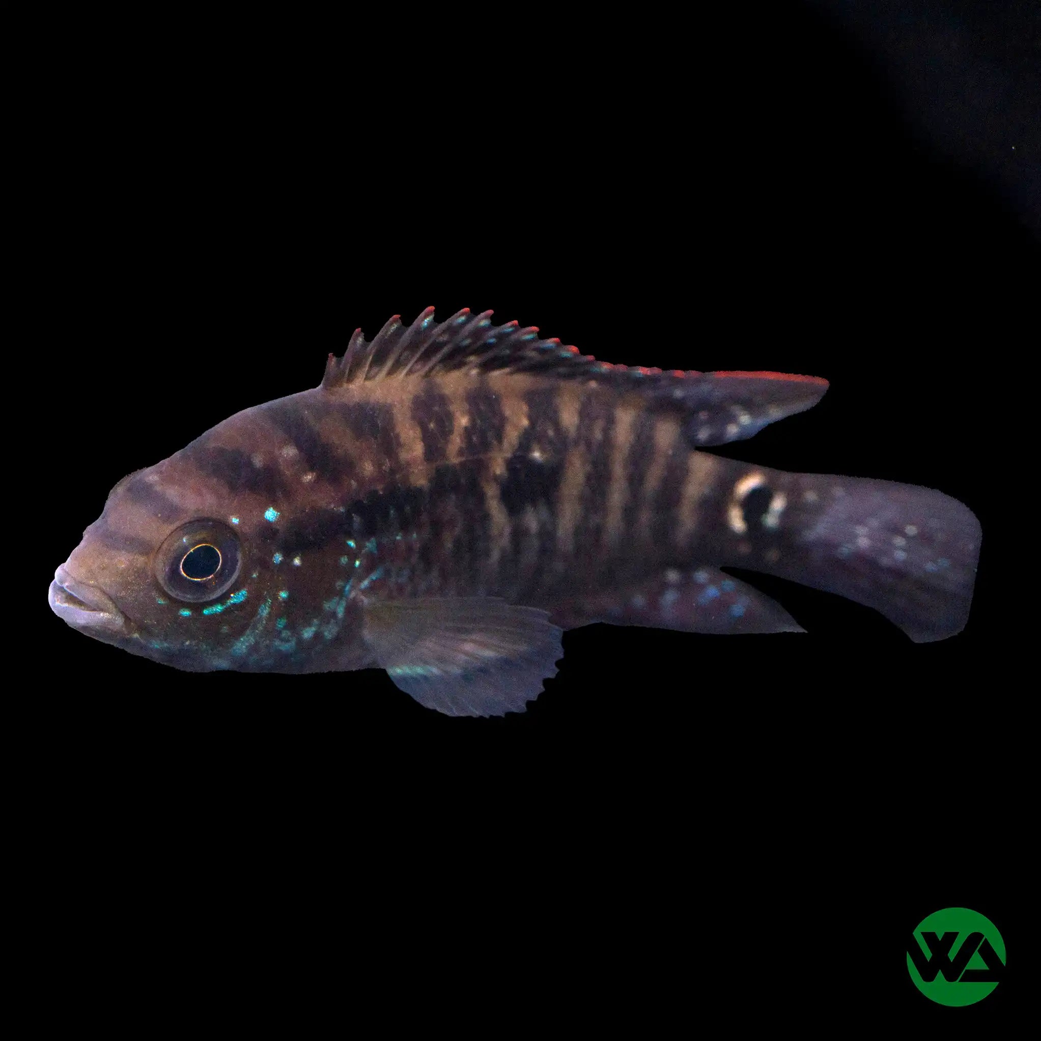 Jack Dempsey Cichlid (Cichlasoma octofasciatum) - Vibrant Freshwater Aquarium Fish for Home & Office Tanks