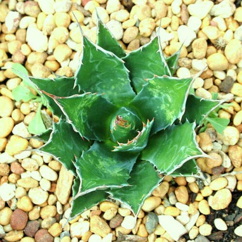 Rare Mountain Agave Montana Succulent Plant Seeds - Exotic Hardy Garden Succulents (15 Seeds) for Drought-Tolerant Landscaping & Xeriscape Gardens