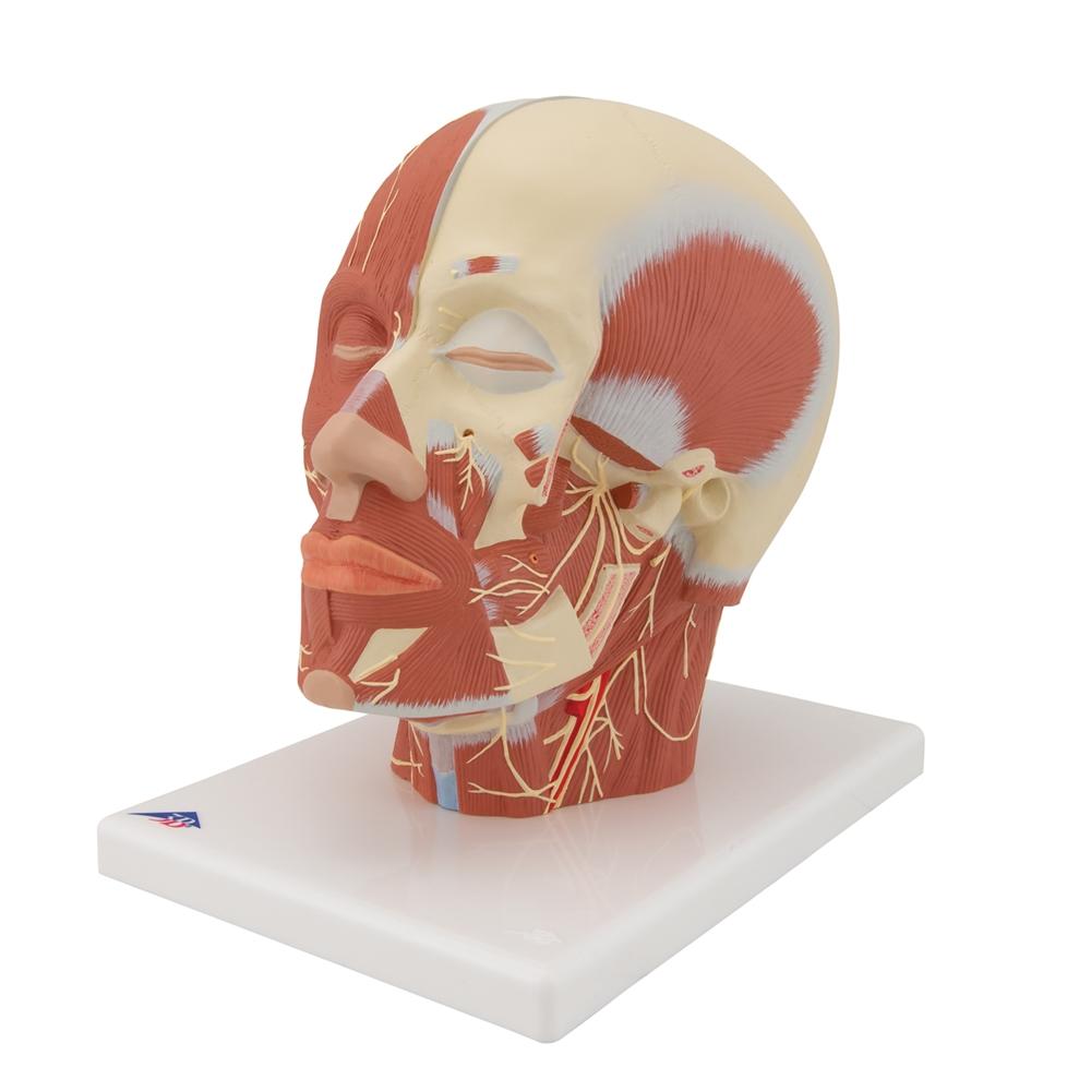 Human Head and Neck Musculature Anatomy Model with Nerves - Perfect for Medical Students, Anatomy Classes & Healthcare Professionals Training
