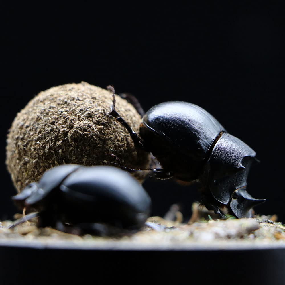 Dung Beetle Insect Specimen in Glass Display Case - Realistic Taxidermy Micro-Landscape for Science Education, Home Decor & Unique Gift Ideas | Perfect for Entomology Collectors, Nature Lovers & Classroom Displays