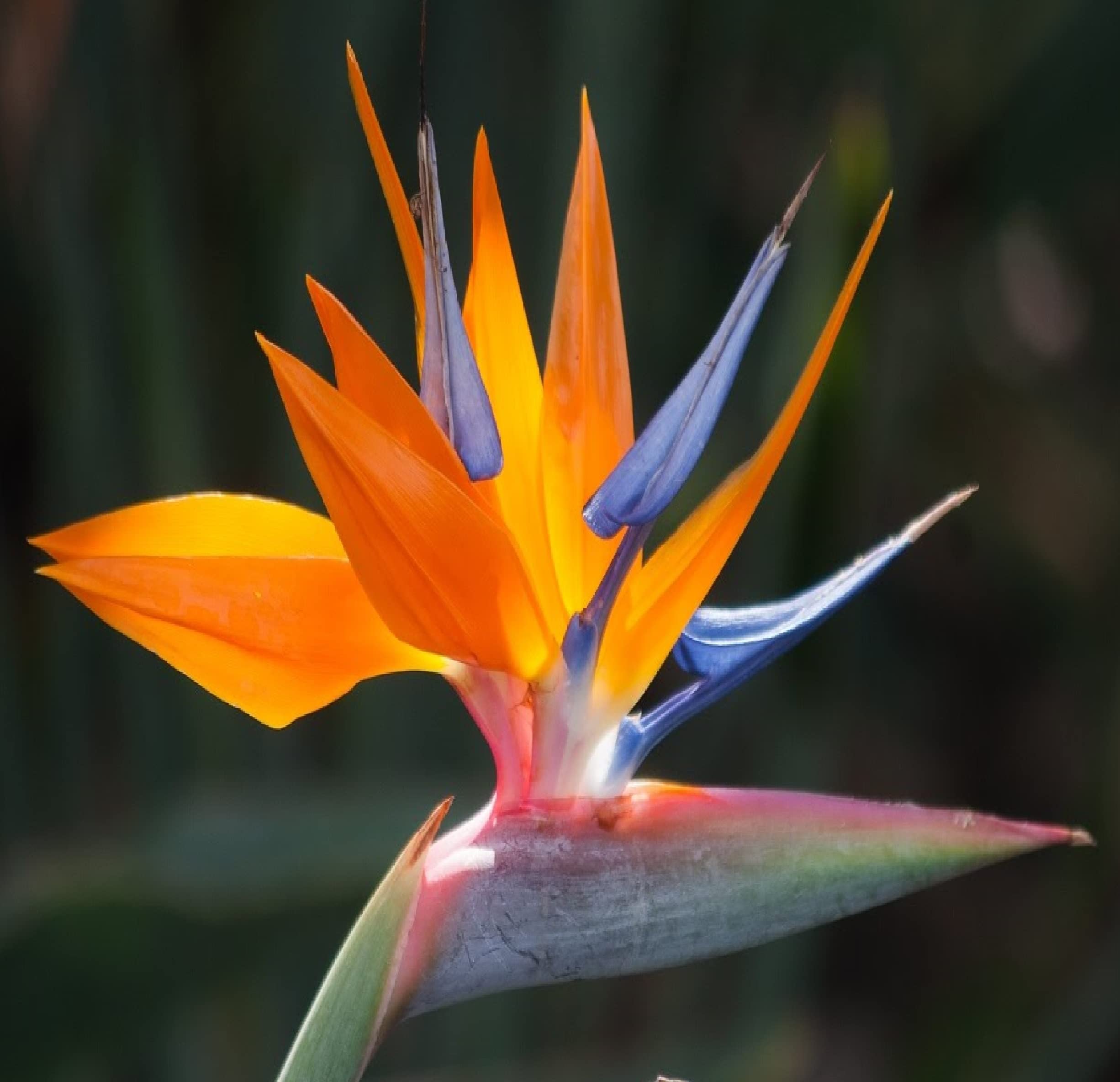Exotic Bird of Paradise Starter Plants - Hawaiian 4 Pack Live Tropical Plants for Home & Garden Decor | Perfect for Indoor Houseplants, Outdoor Landscaping, and Tropical Garden Design